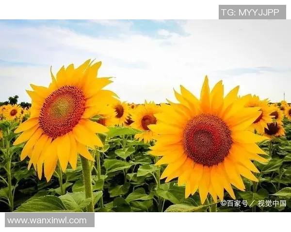 当她遇见他足球场上的爱恋与梦想交织的青春故事